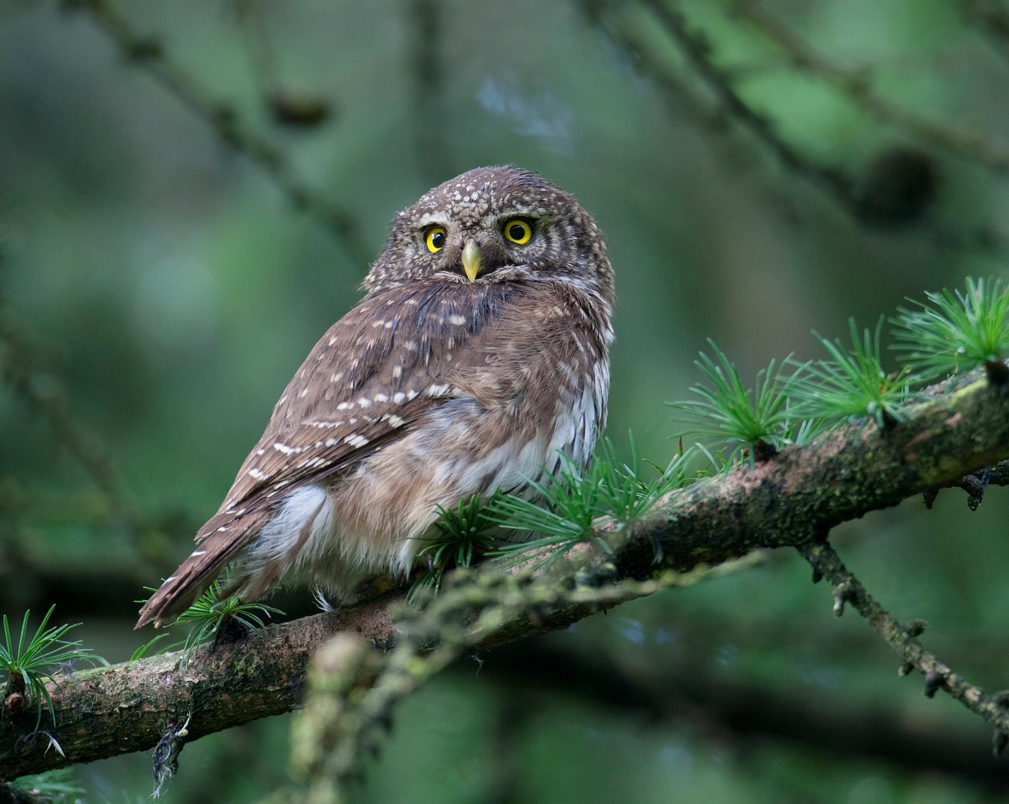 Besøg af Ugleriget: Kom tæt på en ugle