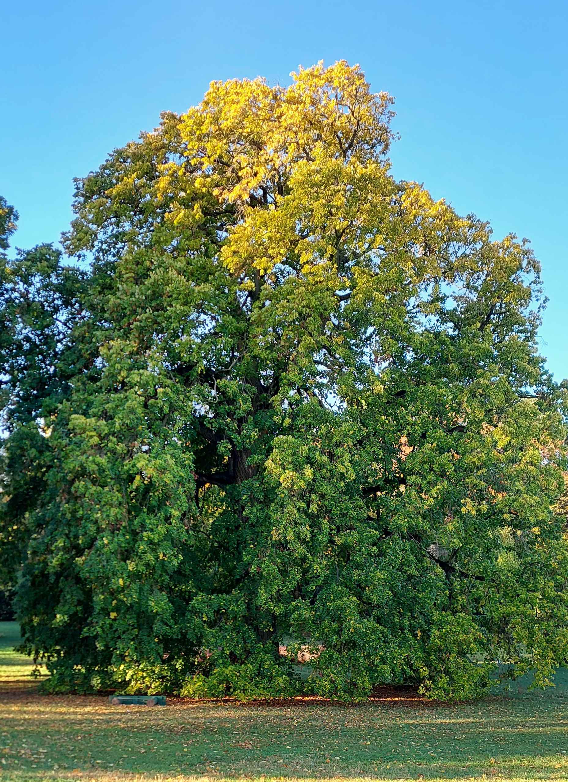 Botanikai séta a fehérvárcsurgói Károlyi Kastély parkjában