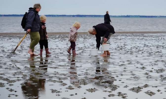 NaturSafari – De skjulte dyr i vadehavet