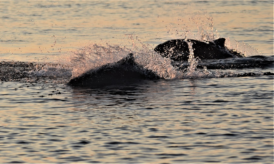 Marsvine- og sælsafari med Øresundsakvariet