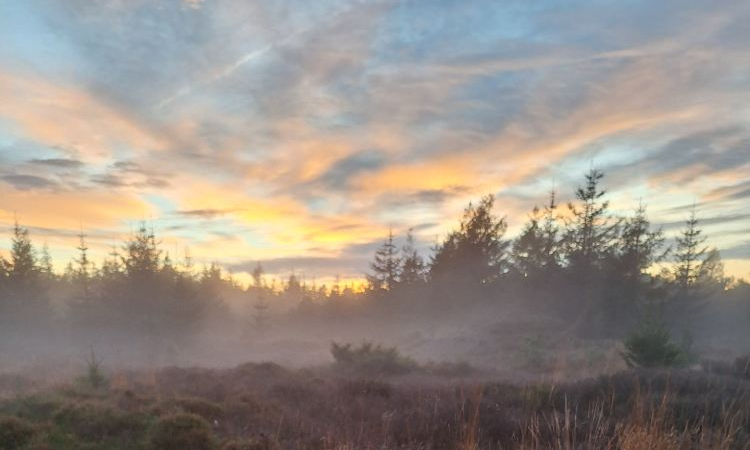 I skovens dybe stille ro