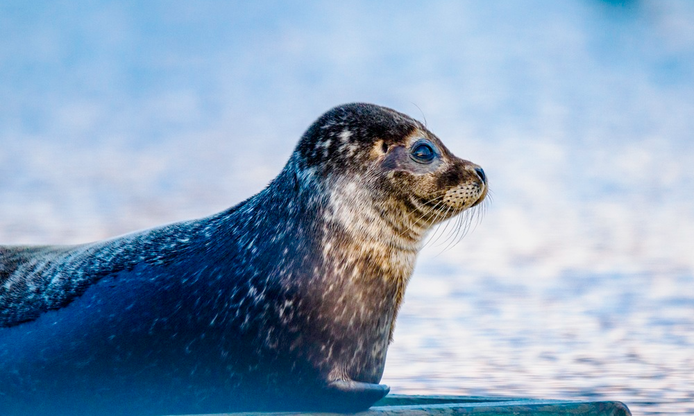 Sælsafari med Øresundsakvariet