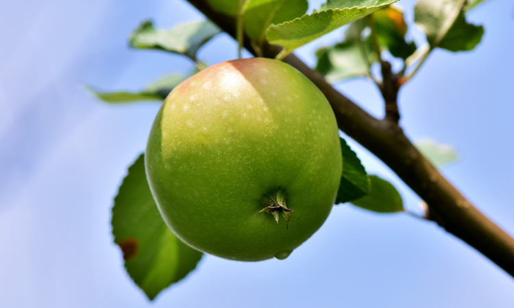 Æblepodning - lær at pode æbletræer