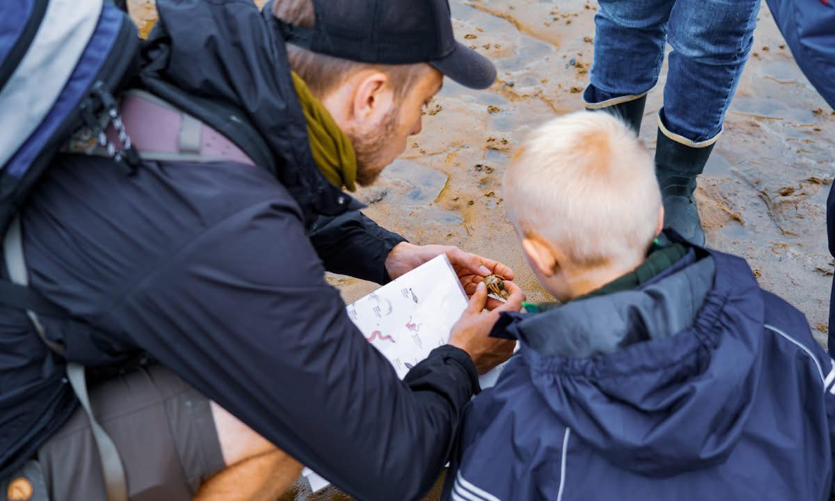 Nature Safari – The Hidden Animals of the Wadden Sea