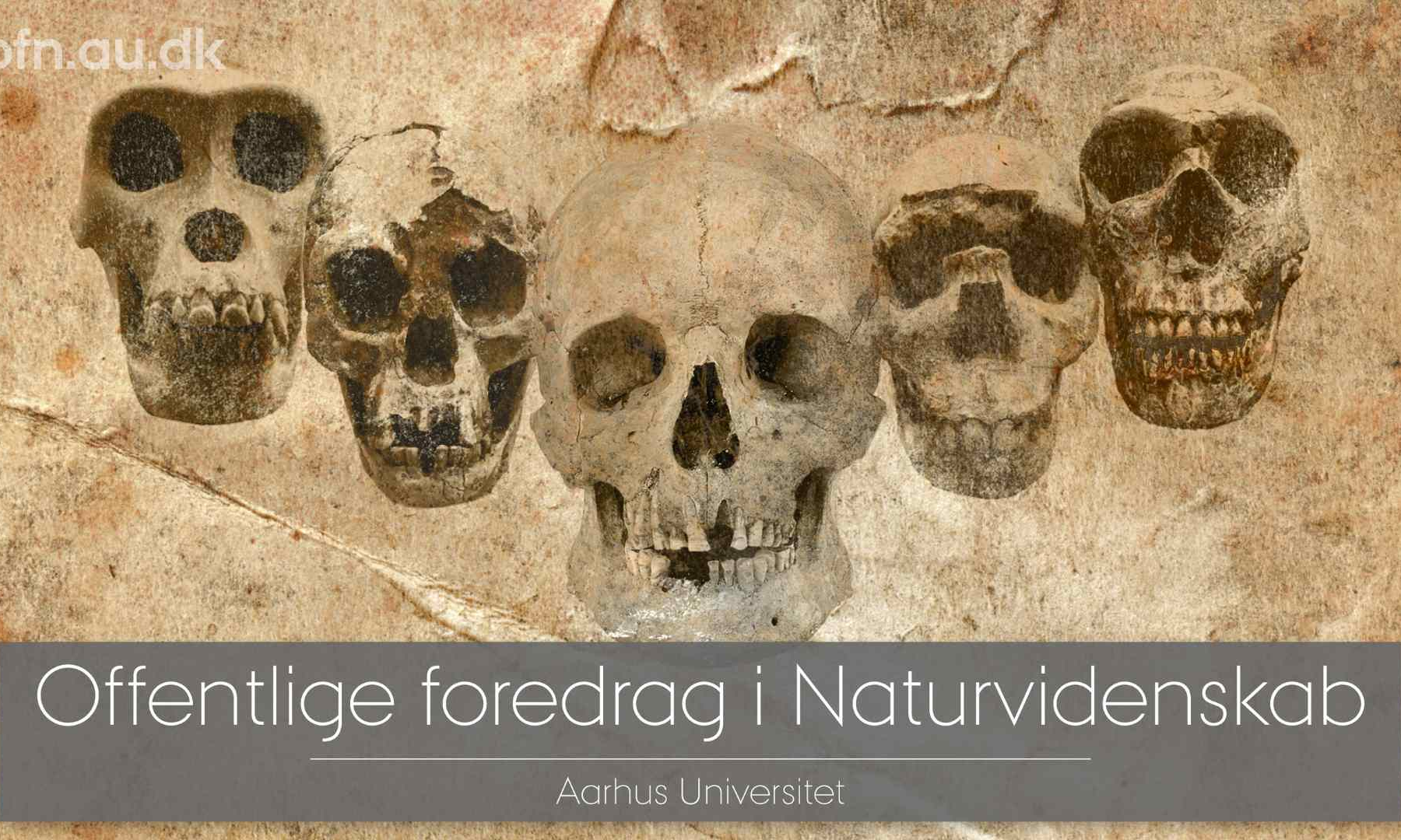 Livestream: DNA og fossiler udvider vores stamtræ