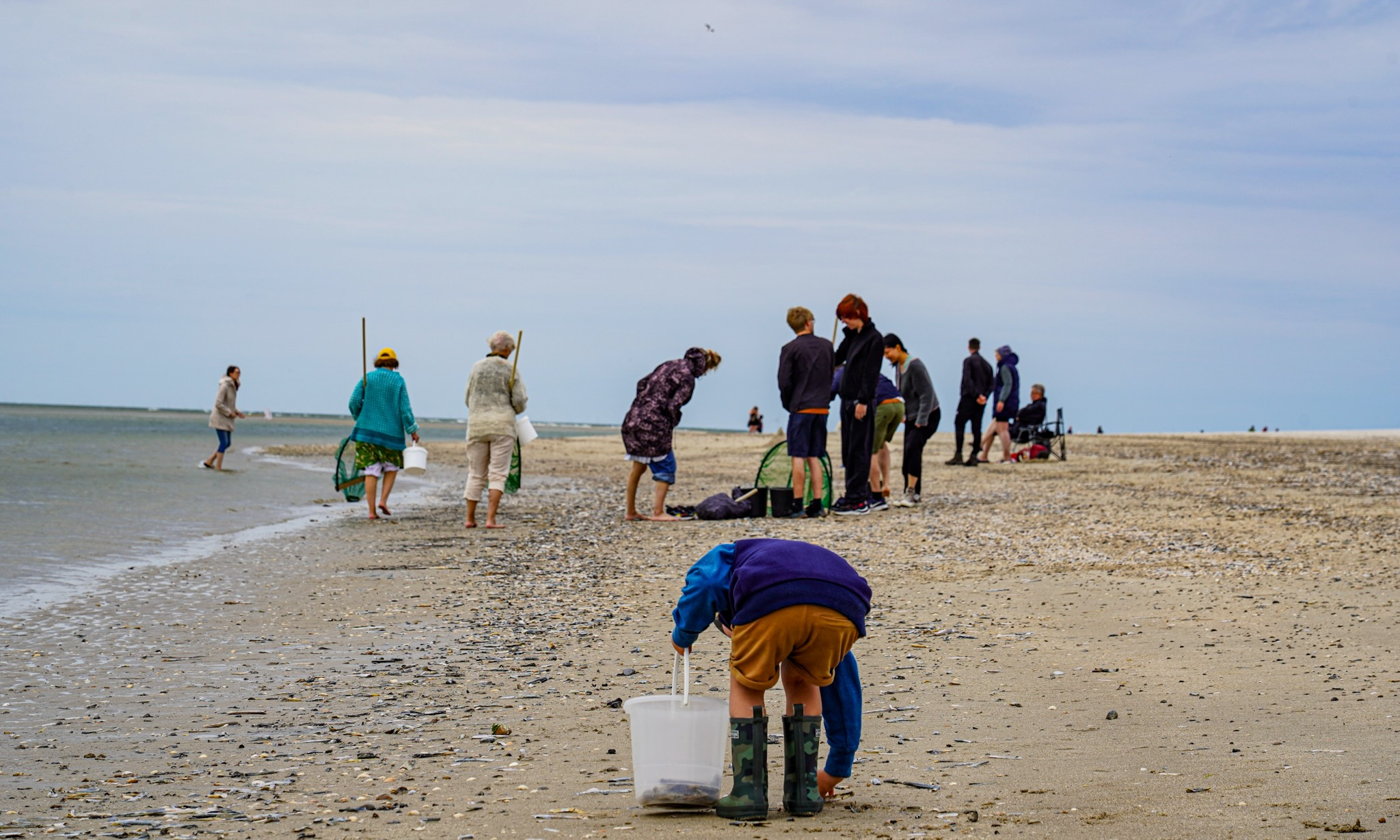 Nature Safari: Wildlife of the Beach and Sea in Blåvand