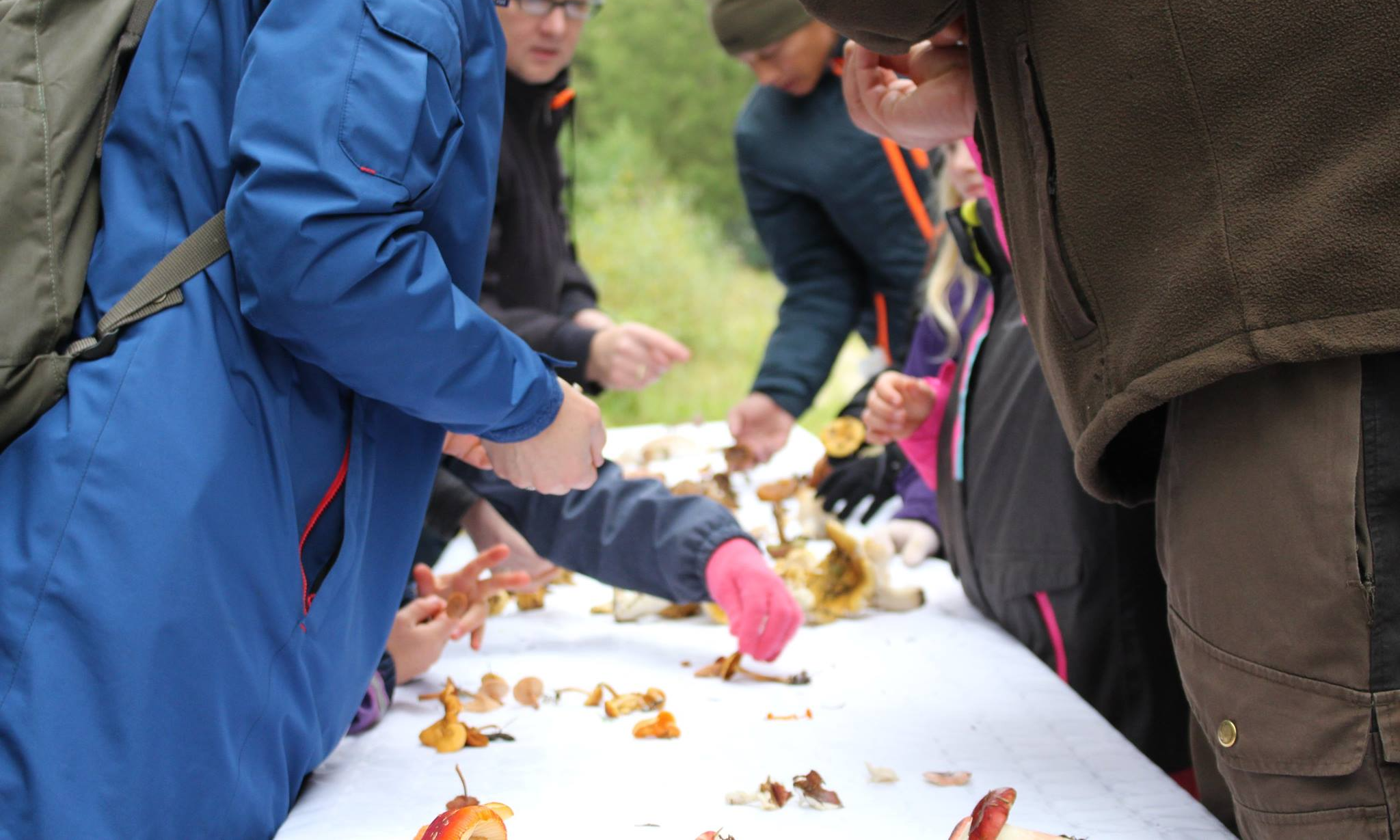 Svampetur for begyndere - Sdr. Varde Plantage