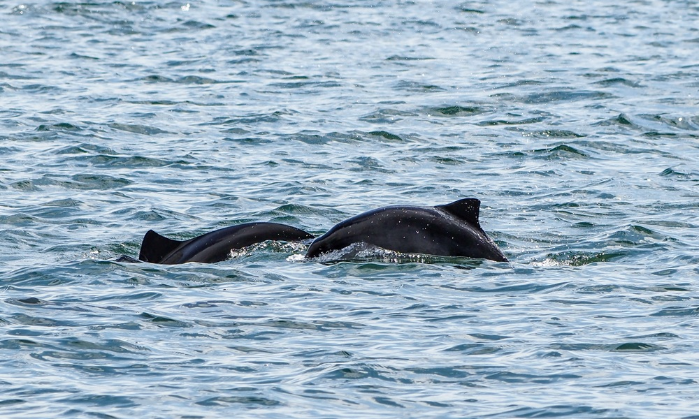 Marsvinesafari med Øresundsakvariet